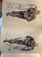 Styrketr&auml;ning- en anatomisk guide