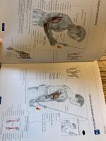 Styrketr&auml;ning- en anatomisk guide