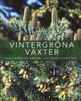 Vintergr&ouml;na v&auml;xter