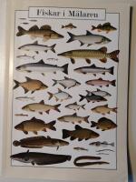 Fiskar i M&auml;laren