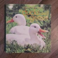 Choosing and keeping ducks and geese