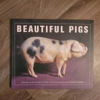 Beautiful pigs