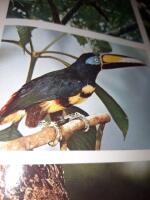 The dictionary of birds in colour