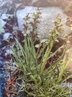 VILDA V&Auml;XTER I NORDEN, Band 1 & 2