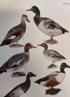 F&aring;gelboken Sveriges f&aring;glar i ord och bild