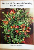 Secrets of Gesneriad Growing by an Expert
