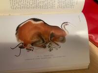 Grottm&auml;nniskornas &aring;rtusenden