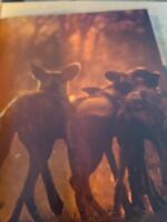 Under Afrikas himlar : M&ouml;ten med vildhundar och andra djur p&aring; savanner