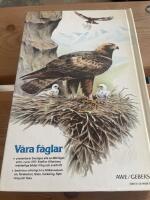 V&aring;ra f&aring;glar : Sveriges f&aring;glar i f&auml;rg