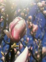 V&aring;r tr&auml;dg&aring;rdsbok