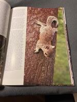 Djurens ungar, det b&auml;sta som finns