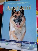 Anatomi
