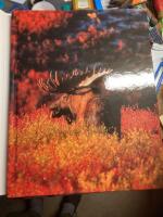 THE COLOUR OF CANADA