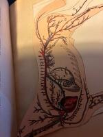 Veterin&auml;ren Boken om v&aring;ra husdjur 