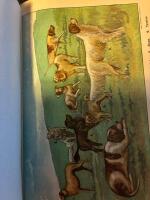 Veterin&auml;ren Boken om v&aring;ra husdjur 