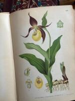 Nordens flora  I-III