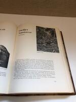 F&aring;gelboken Sveriges f&aring;glar i ord och bild