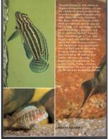 Ciklider fr&aring;n Tanganyikasj&ouml;n