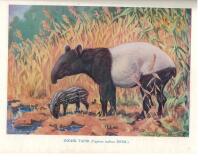 BREHM - DJURENS LIV  1-22 delar