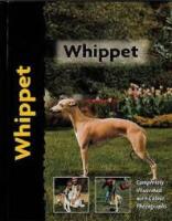 Whippet