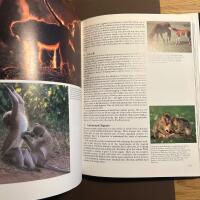 Animalwatching A Field Guide to Animal Behaviour