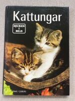 Kattungar