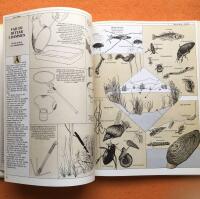 Amat&ouml;rbiologen : se, uppt&auml;ck, utforska naturen omkring dig : en handbok f&ouml;r hela familjen