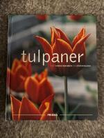 Tulpaner