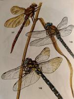 Vad jag finner i sj&ouml; och &aring;