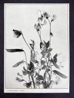 Blomsterstudier. 24 planscher i autotypi efter fotografier af O.Lindberg