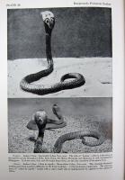 Snakes of the world