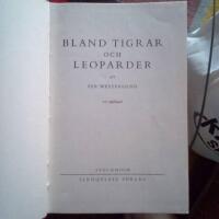 Bland tigrar och leoparder