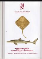 Ryggstr&auml;ngsdjur : lansettfiskar - broskfiskar. Chordata : branchiostomatidae - chondrichthyes