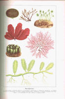 V&auml;xternas Liv - popul&auml;rvetenskaplig handbok Del I - V