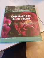 Gammaldags buskrosor