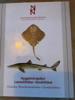 Ryggstr&auml;ngsdjur : lansettfiskar - broskfiskar. Chordata : branchiostomatidae - chondrichthyes