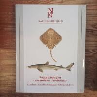 Ryggstr&auml;ngsdjur : lansettfiskar - broskfiskar. Chordata : branchiostomatidae - chondrichthyes