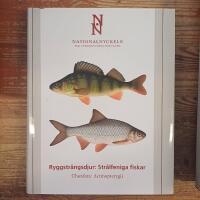 Ryggstr&auml;ngsdjur : str&aring;lfeniga fiskar. Chordata : actinopterygii