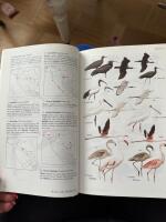 Field Guide to the Birds of the Middle East &ndash; Porter/Christensen/Schiermacker-Hansen
