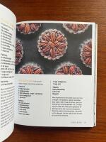 The baking revolution - [vegan cakes, gluten free cookies, raw treats]