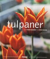 Tulpaner