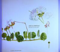 Hilma af Klint : Betrakta v&auml;xter = Viewing plants