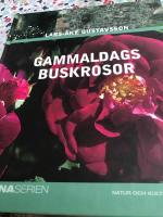 Gammaldags buskrosor