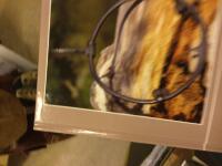 H&auml;lsingerunor 2011