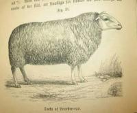 Landtbruks-Praktika andra delen: Husdjurssk&ouml;tselns hufvudgrunder