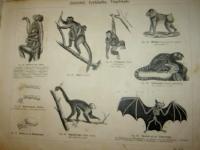 Naturhistorisk atlas f&ouml;r skolan och hemmet uti 623 afbildningar, h&auml;mtade ur de b&auml;sta svenska och utl&auml;ndska k&auml;llor, systematiskt ordnad och uppst&auml;lld af B. F. Olsson. Med ett f&ouml;rord af prof. Carl J. Sundevall