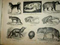 Naturhistorisk atlas f&ouml;r skolan och hemmet uti 623 afbildningar, h&auml;mtade ur de b&auml;sta svenska och utl&auml;ndska k&auml;llor, systematiskt ordnad och uppst&auml;lld af B. F. Olsson. Med ett f&ouml;rord af prof. Carl J. Sundevall