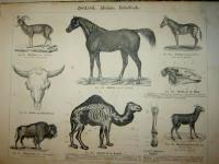 Naturhistorisk atlas f&ouml;r skolan och hemmet uti 623 afbildningar, h&auml;mtade ur de b&auml;sta svenska och utl&auml;ndska k&auml;llor, systematiskt ordnad och uppst&auml;lld af B. F. Olsson. Med ett f&ouml;rord af prof. Carl J. Sundevall