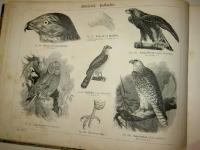 Naturhistorisk atlas f&ouml;r skolan och hemmet uti 623 afbildningar, h&auml;mtade ur de b&auml;sta svenska och utl&auml;ndska k&auml;llor, systematiskt ordnad och uppst&auml;lld af B. F. Olsson. Med ett f&ouml;rord af prof. Carl J. Sundevall