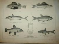 Naturhistorisk atlas f&ouml;r skolan och hemmet uti 623 afbildningar, h&auml;mtade ur de b&auml;sta svenska och utl&auml;ndska k&auml;llor, systematiskt ordnad och uppst&auml;lld af B. F. Olsson. Med ett f&ouml;rord af prof. Carl J. Sundevall